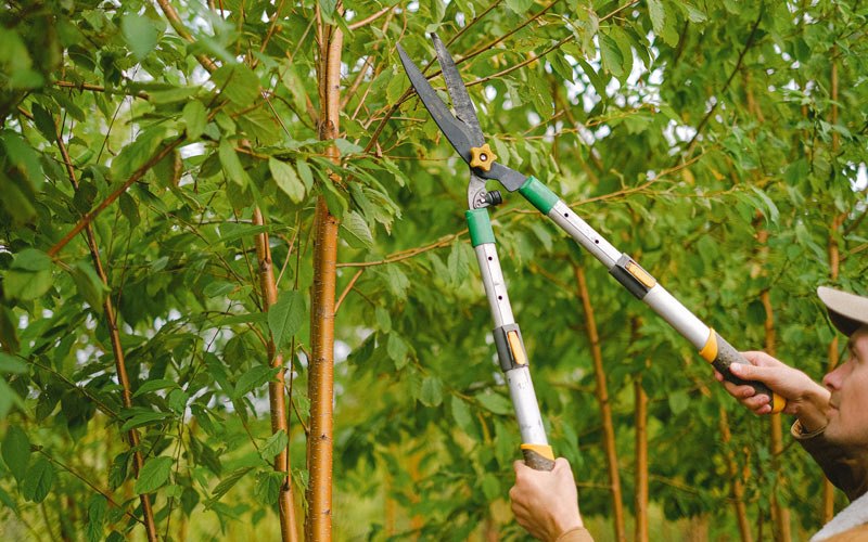 Tree trimming in Tilleda, WI